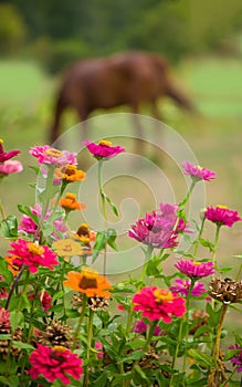 Red horse eating green grass on a field near by house and trees outdoors in the summer countryside