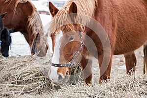 The red horse is eating hay. Close-up