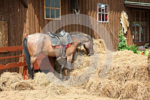 Red horse eats hay