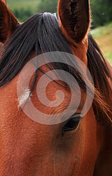 Red horse eye