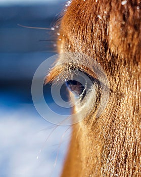 red horse eye