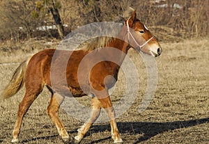 red horse on the field