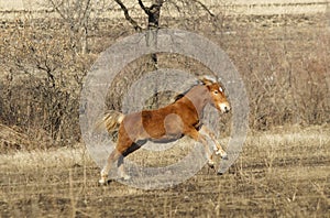 Red horse foal with a white blaze running