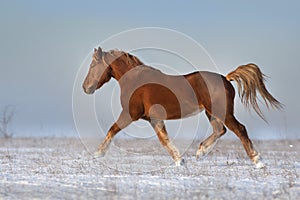 Red horse free run in snow