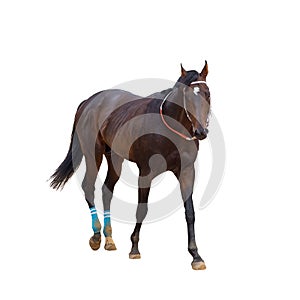 Red horse in full height isolated