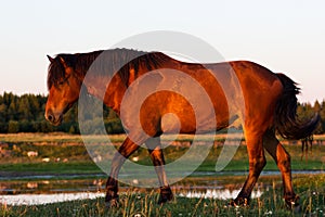 Red horse at golden hour on a pasture