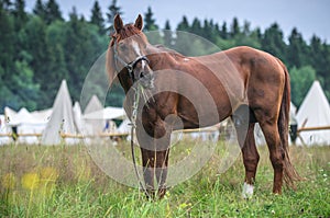 Red horse in grass field against sky. White tents on background