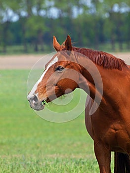 Red horse on a green meadows