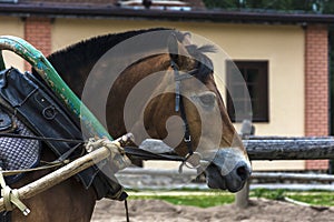 A red horse in harness with the clamp, a shaft and an arc.