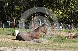 Red horse that has been rolling in the mud lying besides hay and an old wire fence in front of trees