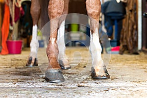 Red horse hoof standing in stable