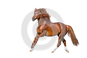Red horse isolated on white