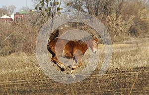 Red horse jumping on the field