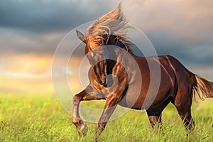 Red horse with long blond mane