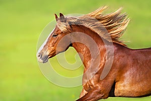 Red horse with long blond mane portrait