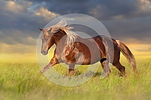Red horse with long blond mane