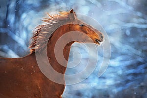 Red horse with long mane