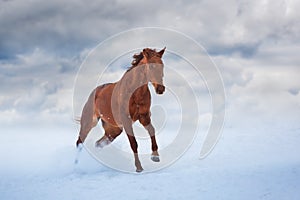 Red horse with long mane