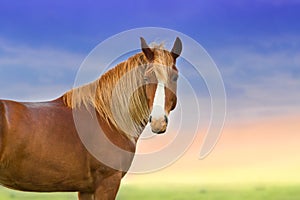 Red horse with long mane