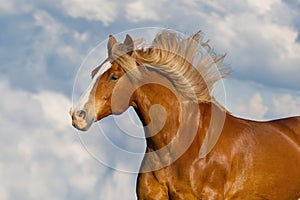 Red horse with long mane