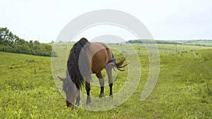 Red horse with long mane in flower field against sky 4k