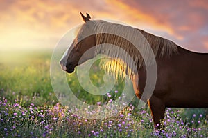 Red horse with long mane in pink flowers field at sunset