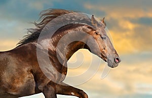 Red horse with long mane