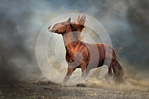Red horse in motion