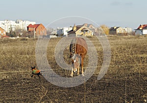 Red horse near the small dog