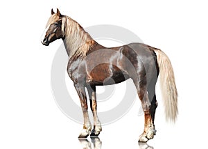 The red horse Orlov trotter breed stand isolated on white background