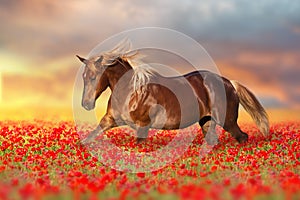 Red horse in poppy flowers