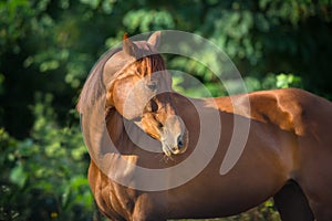 Red horse portrait