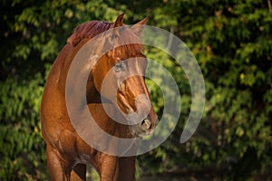 Red horse portrait