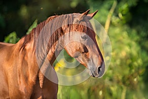 Red horse portrait on green background