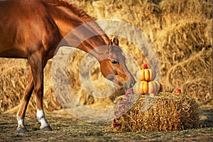 Red horse portrait with pumpkins