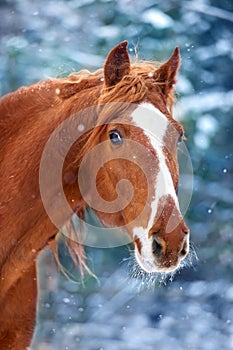 Red horse portrait in snow