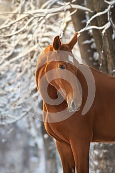 Red horse portrait in snow