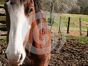 Red horse portrait with white nose snip