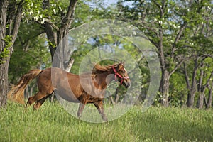 Red horse in the red halter running