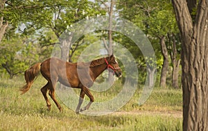 Red horse in the red halter running