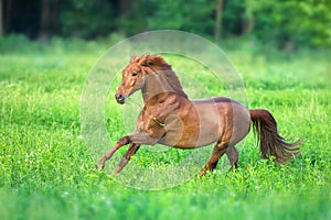 Red horse run gallop