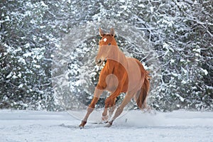 Red Horse run gallop in winter snow