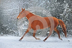 Red Horse run gallop in winter snow
