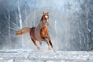 Red Horse run gallop in winter snow