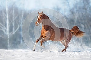 Red Horse run gallop in winter snow