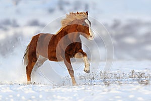 Red horse run in snow