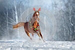 Red Horse run in snow in christmas decoration