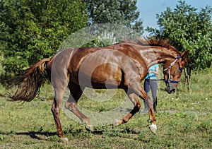 Red horse running across the field