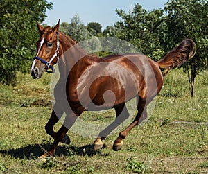 Red horse running across the field