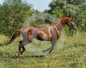 Red horse running across the field